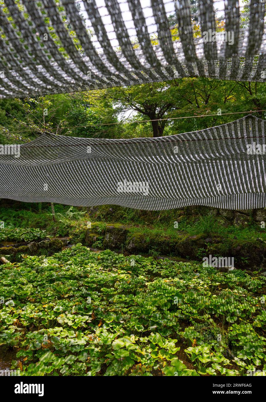 Culture du wasabi, préfecture de Shizuoka, Izu, Japon Banque D'Images