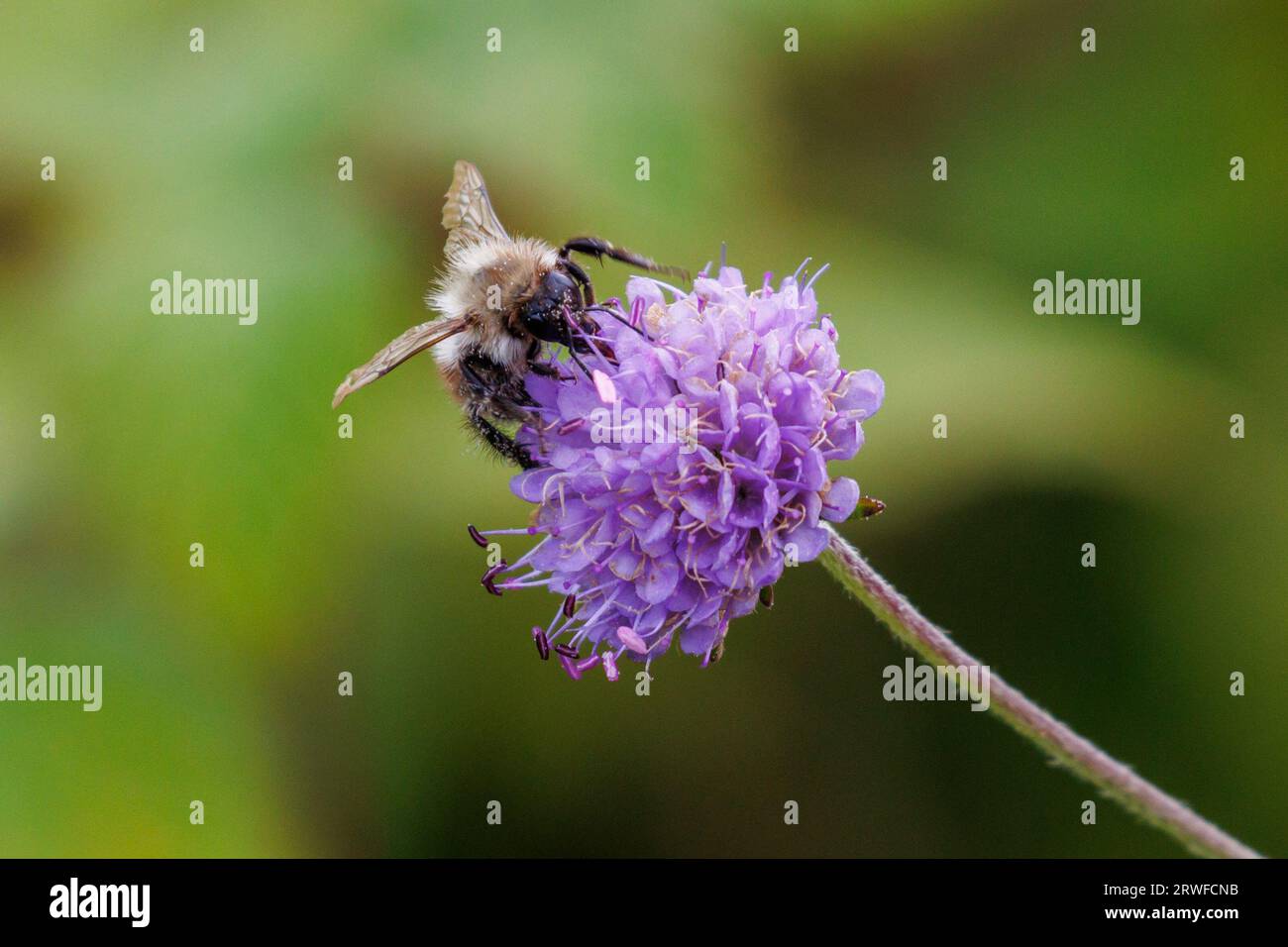 Devils mord Scabious, Succisa pratensis Banque D'Images Devils mord Scabious, Succisa pratensis Banque D'Images