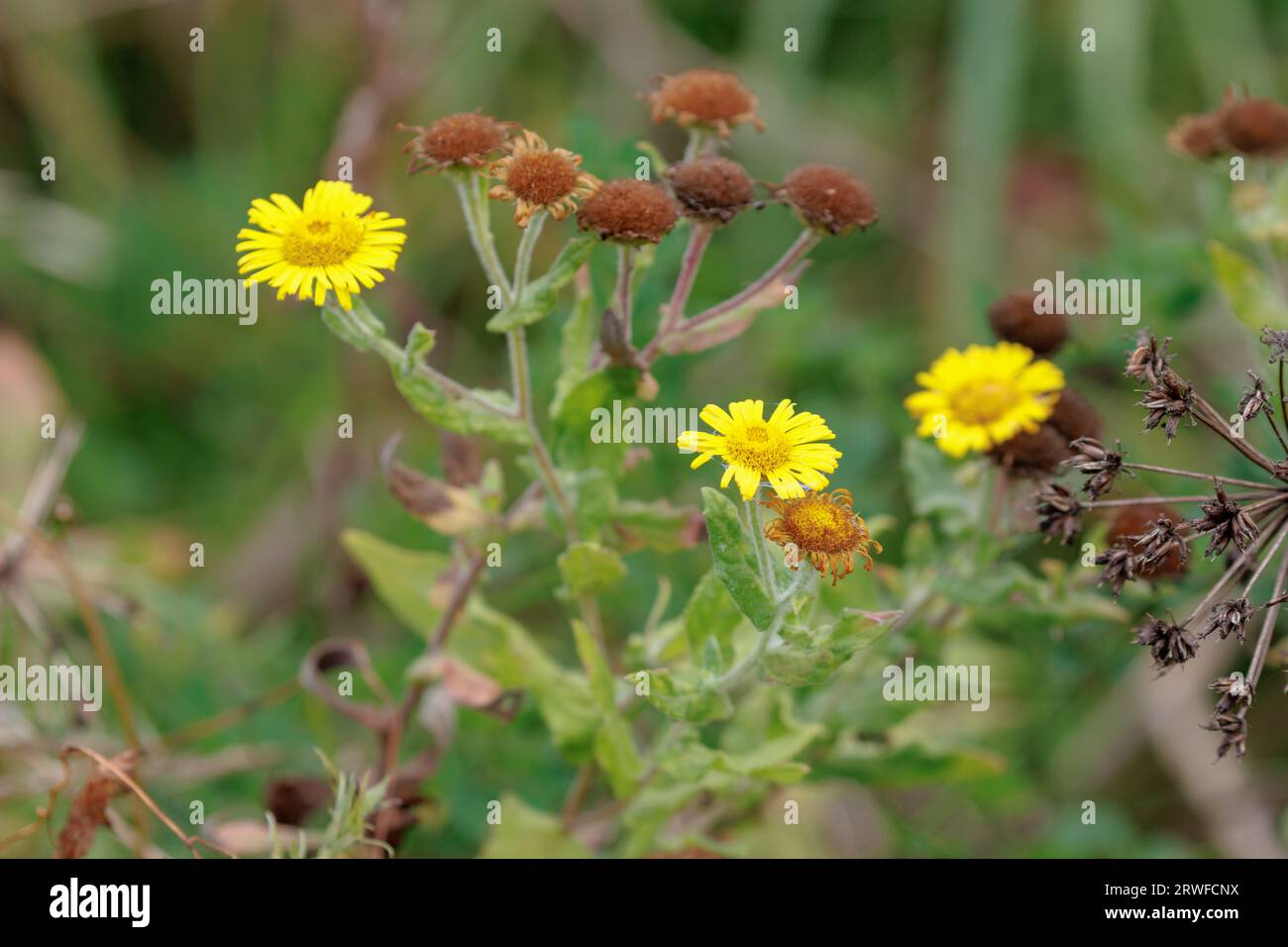Fleabane commune, Pulicaria dysenterica. Sussex, Royaume-Uni Banque D'Images Fleabane commune, Pulicaria dysenterica. Sussex, Royaume-Uni Banque D'Images