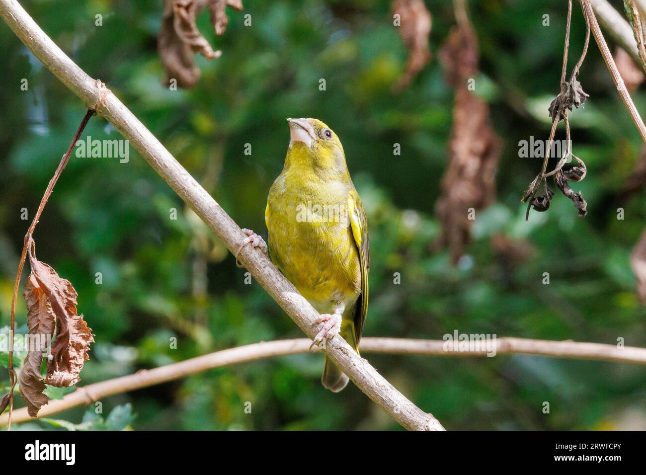 Greenfinch, Chloris chloris, Sussex, Royaume-Uni Banque D'Images