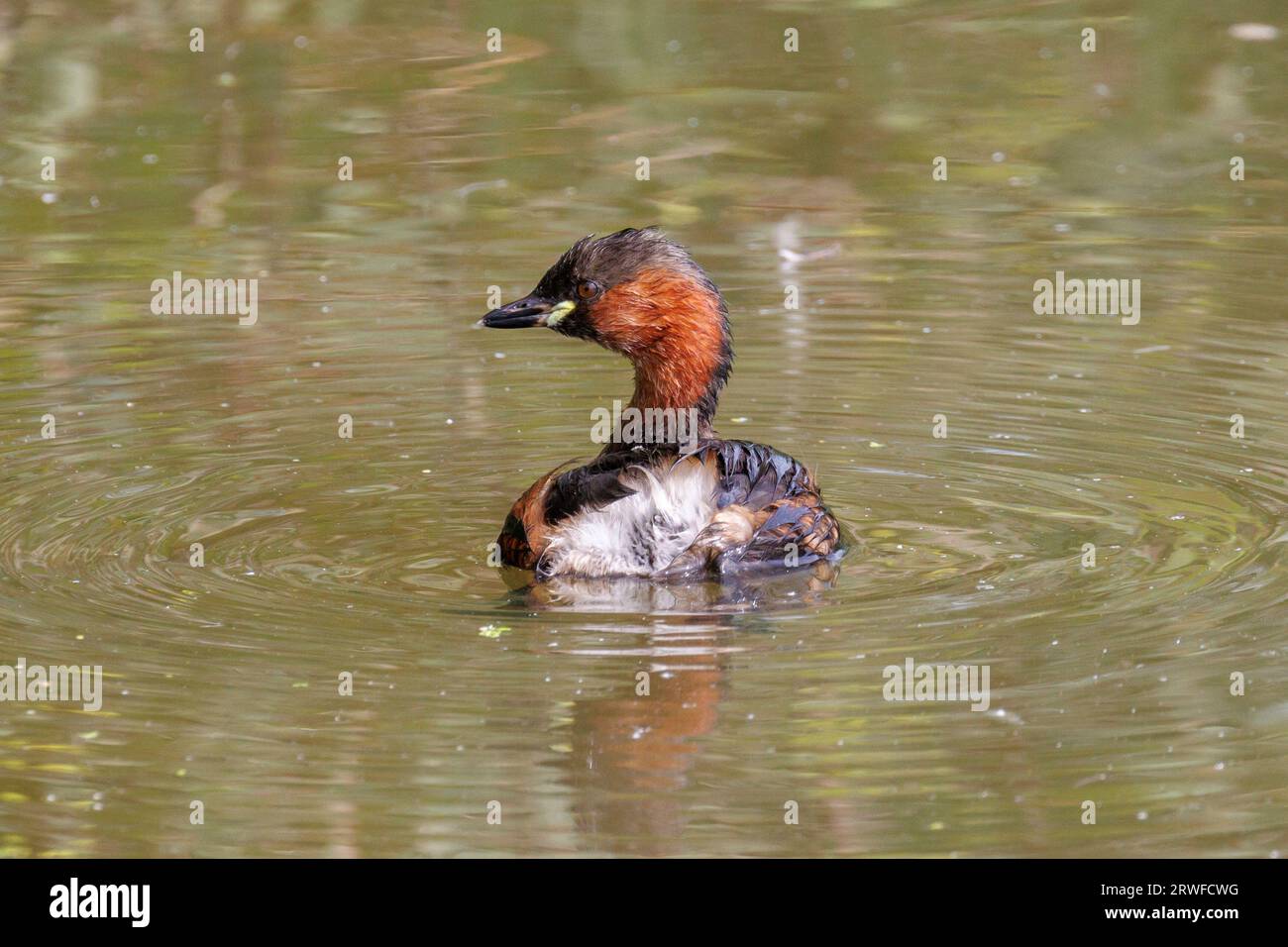 Little Grebe ou Dabchick, Tachybaptus ruficollis, Sussex, Royaume-Uni Banque D'Images