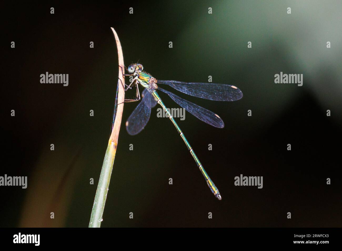 Willow Emerald Damselfly, Chalcolestes viridis. Angleterre, Royaume-Uni Banque D'Images
