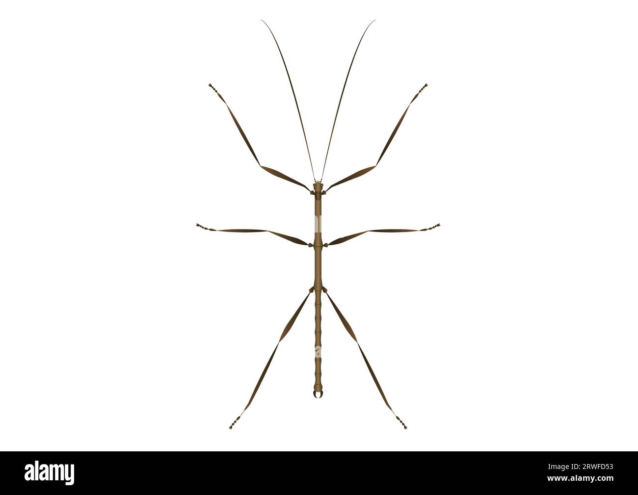 Walkingstick Vector Art isolé sur fond blanc Illustration de Vecteur