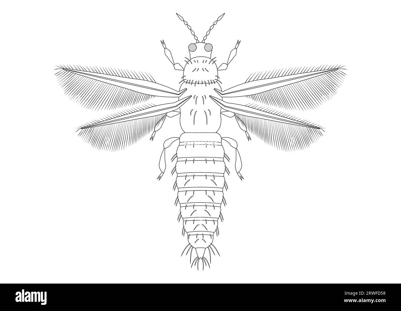 Thrips Insect Clipart noir et blanc. Coloriage de Thrips Insect Illustration de Vecteur