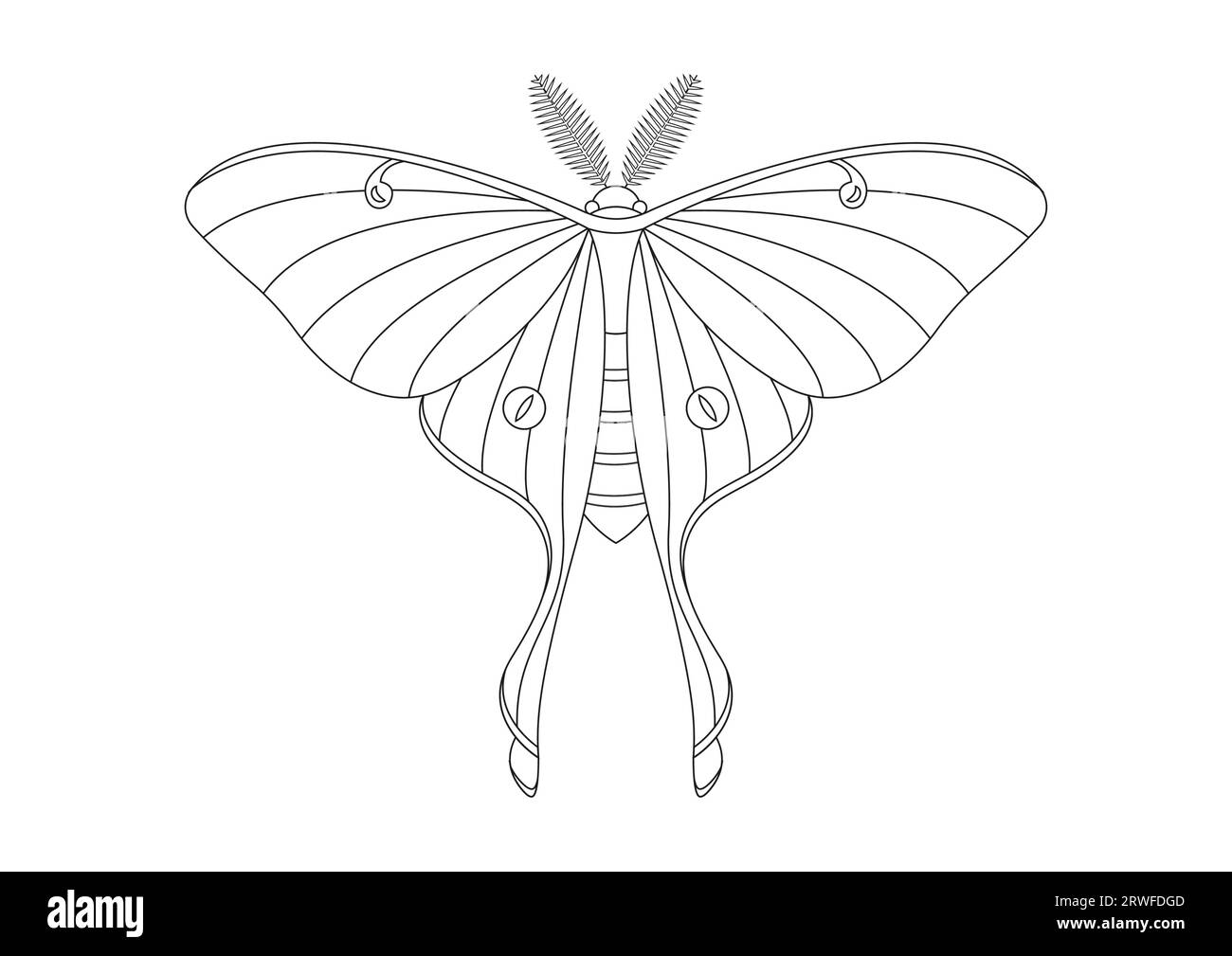 Papillon noir et blanc Luna Moth Clipart Vector isolé sur fond blanc. Coloriage d'un papillon Luna Moth Illustration de Vecteur