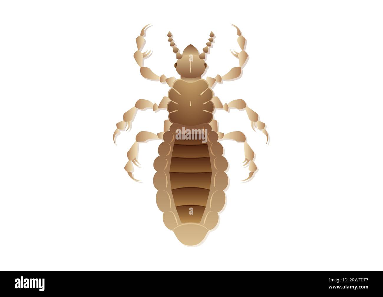 Louse Insect Vector Art isolé sur fond blanc Illustration de Vecteur