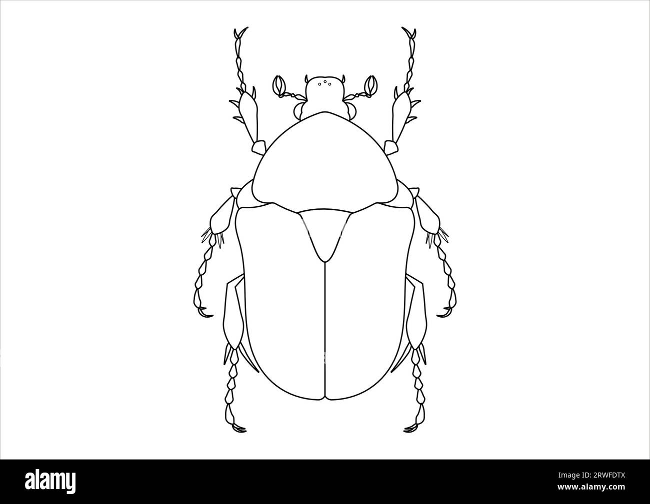Protaetia Beetle Clipart noir et blanc. Coloriage d'une betterave Protaetia Illustration de Vecteur