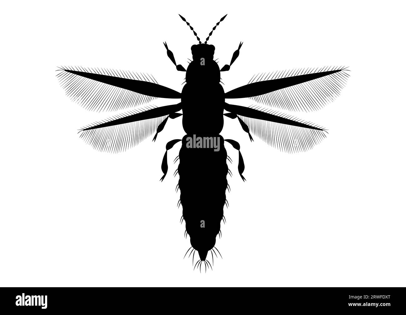 Vecteur de clipart d'insecte Thrips noir et blanc sur fond blanc Illustration de Vecteur
