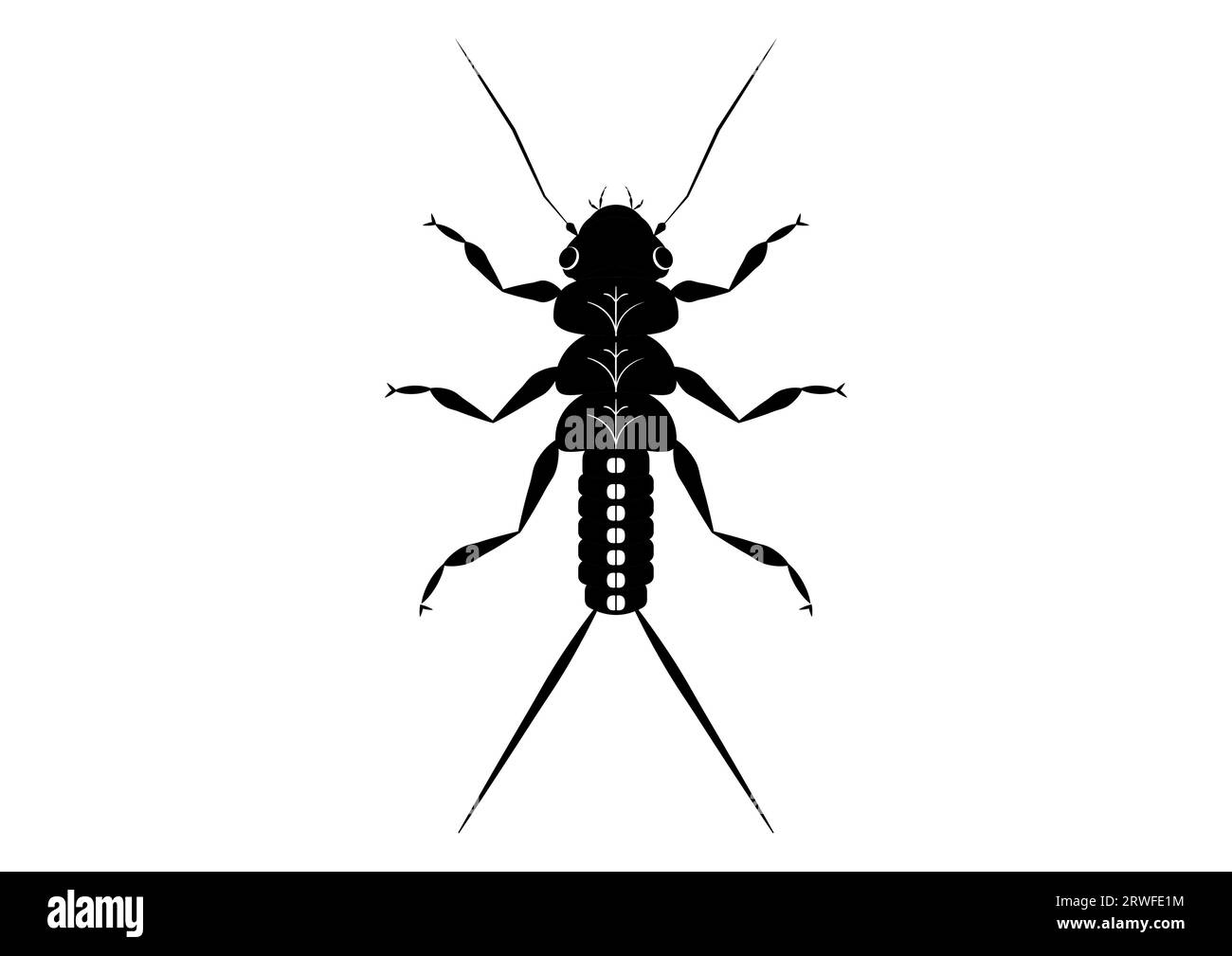 Noir et blanc Stonefly Nymphe Insect Clipart Vector isolé sur fond blanc Illustration de Vecteur