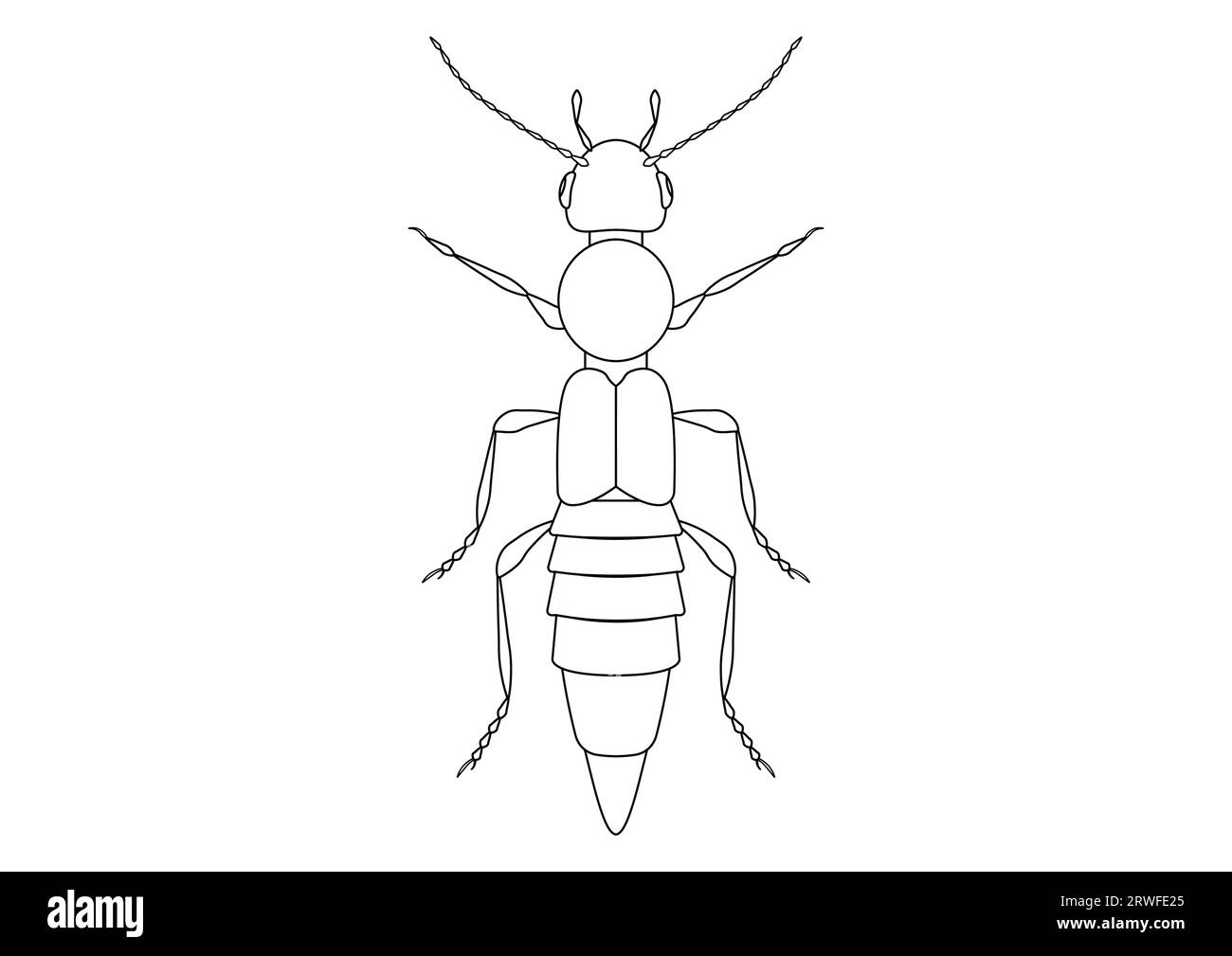 Noir et blanc Paederus Beetle Clipart Vector isolé sur fond blanc. Coloriage d'une Beetle Paederus Illustration de Vecteur