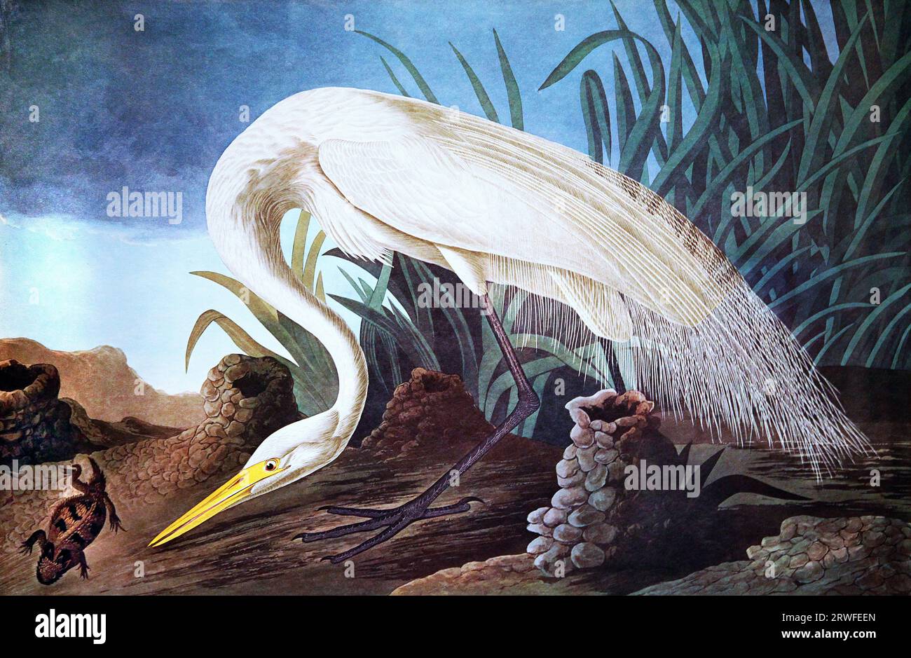 Grande aigrette blanche de John James Audubon (1785-1851) de ''les oiseaux d'Amérique' (1827-38). Ardea alba. Banque D'Images