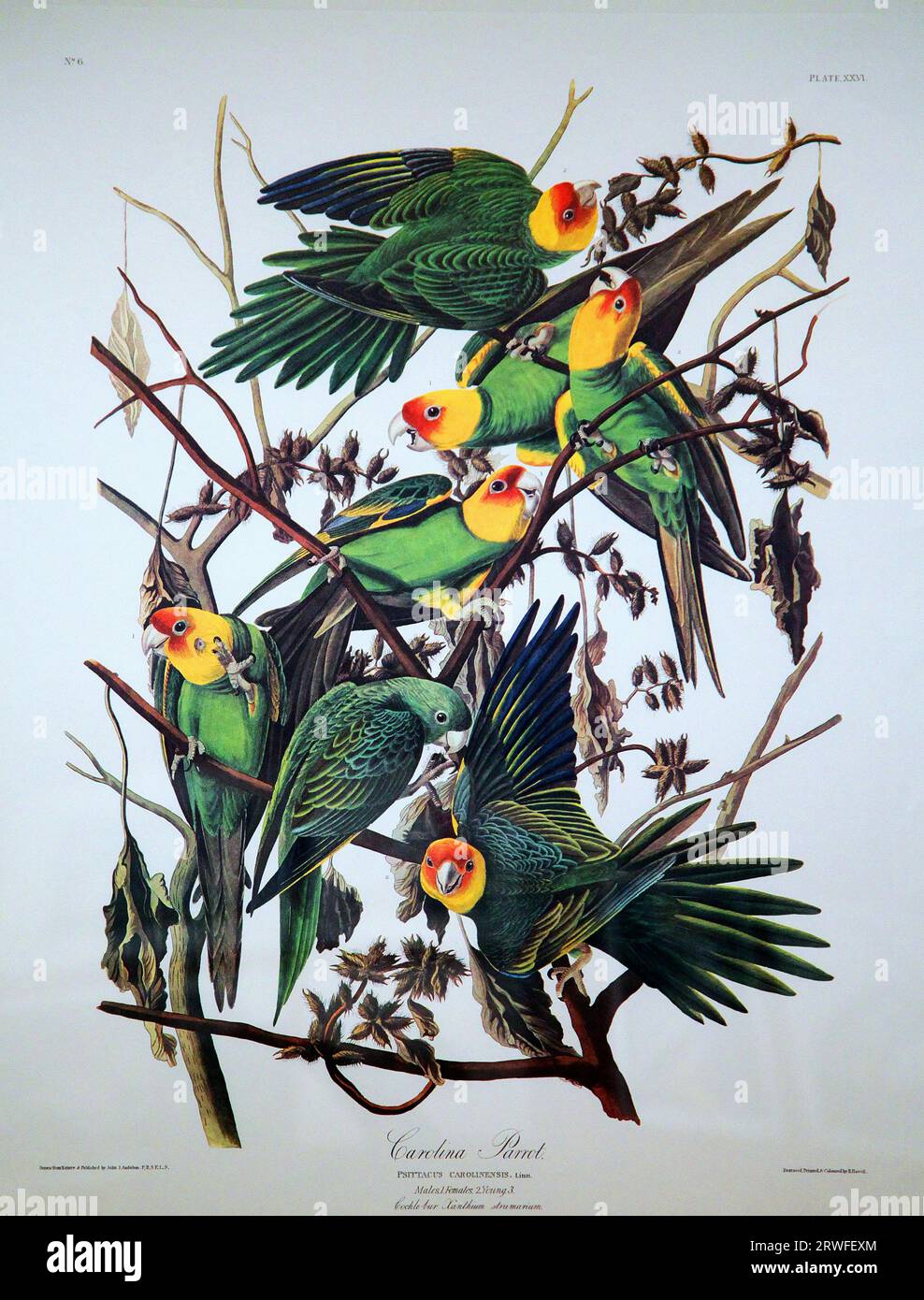 Carolina perroquet de John James Audubon (1785-1851) dans ''les oiseaux d'Amérique' (1827-38) Banque D'Images