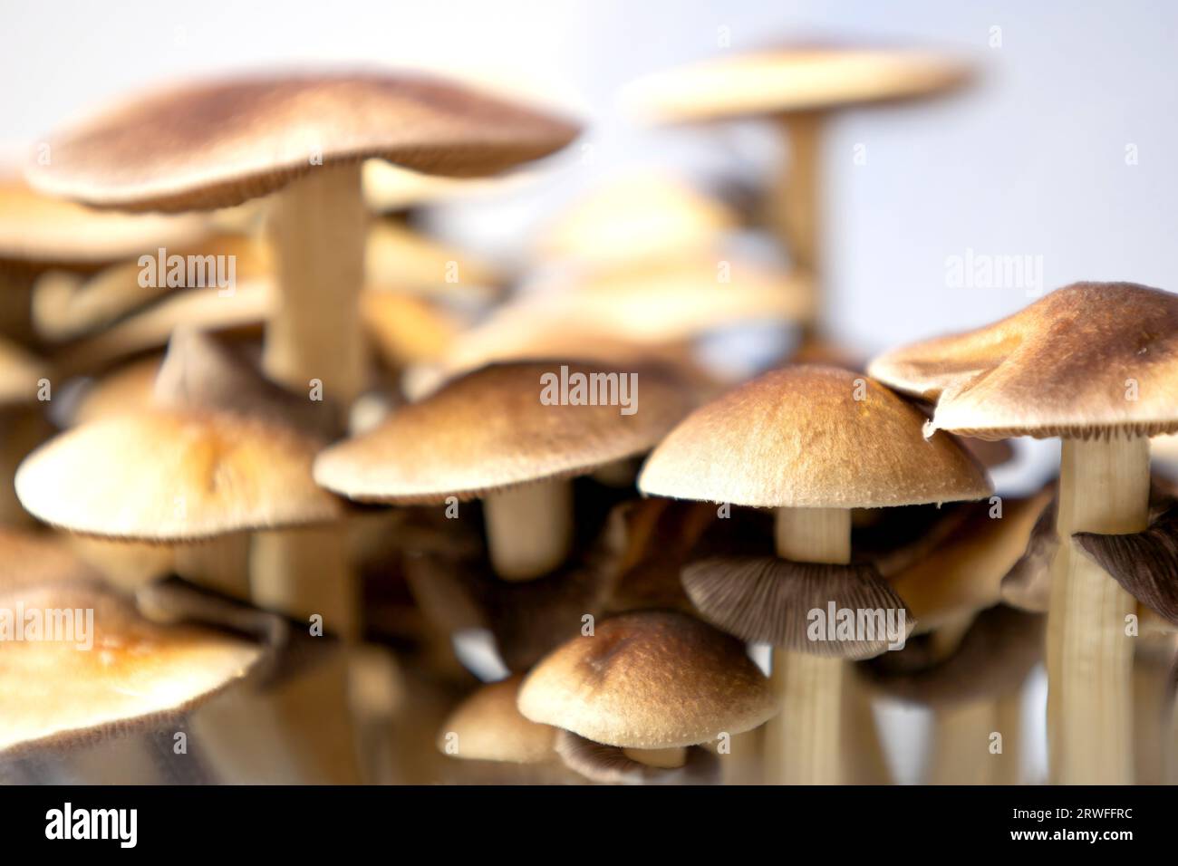 Beaucoup de champignons de l'espèce Psilocybe cubensis Argentine sur fond blanc. Banque D'Images