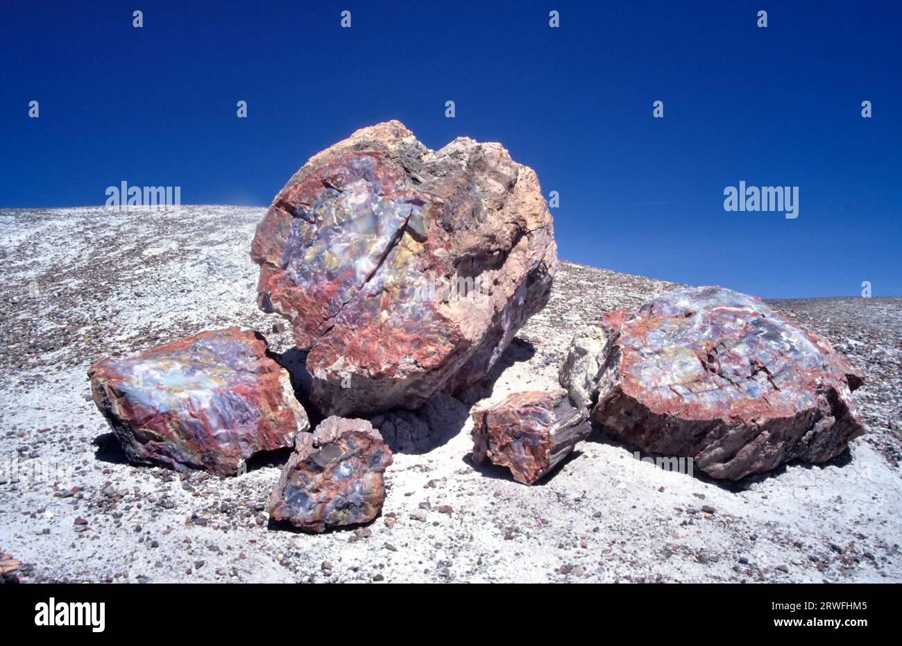 Bois pétrifié au parc national de Petrified Forest, Arizona USA, avec ciel bleu clair. Une bûche pétrifiée a cristallisé dans de nombreuses couleurs variées formées par Banque D'Images