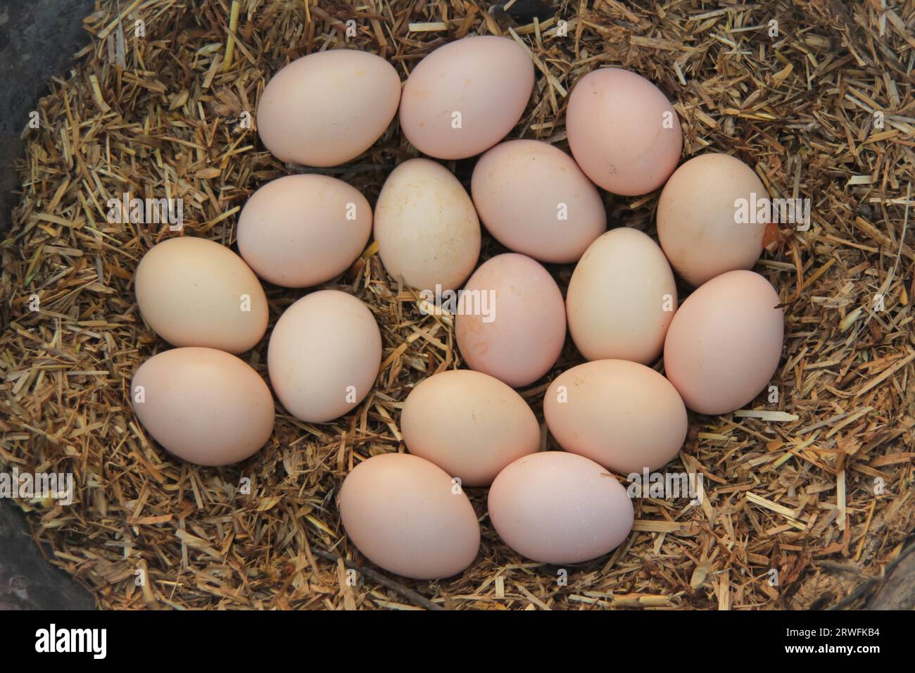 Œufs de poule dans son nid ou son lieu d