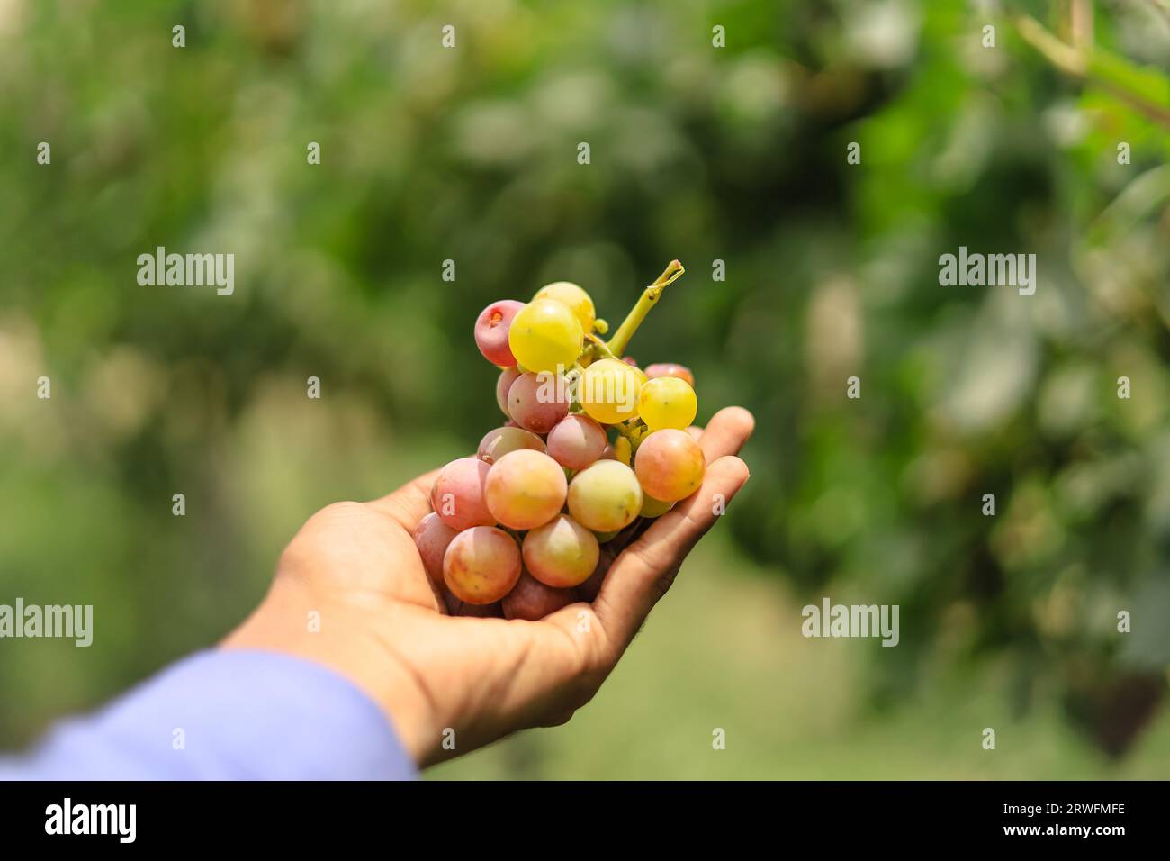 Gros plan de la grappe de raisins à portée de main. Un homme tenant une grappe de raisins en main. Jardin de raisins avec des raisins savoureux et déchirés. Concept de vendange Banque D'Images
