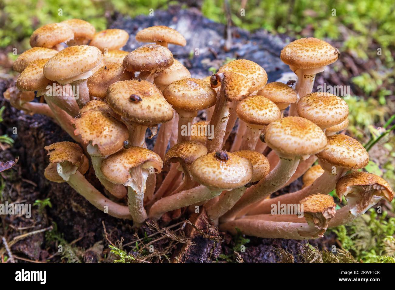 Champignon du miel avec des coléoptères sur le sol forestier Banque D'Images