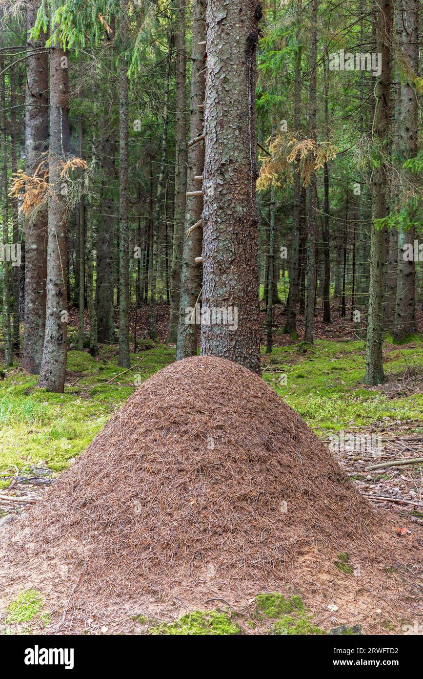 Forêt d'épicéas avec une fourmilière près d'un tronc d'arbre Banque D'Images