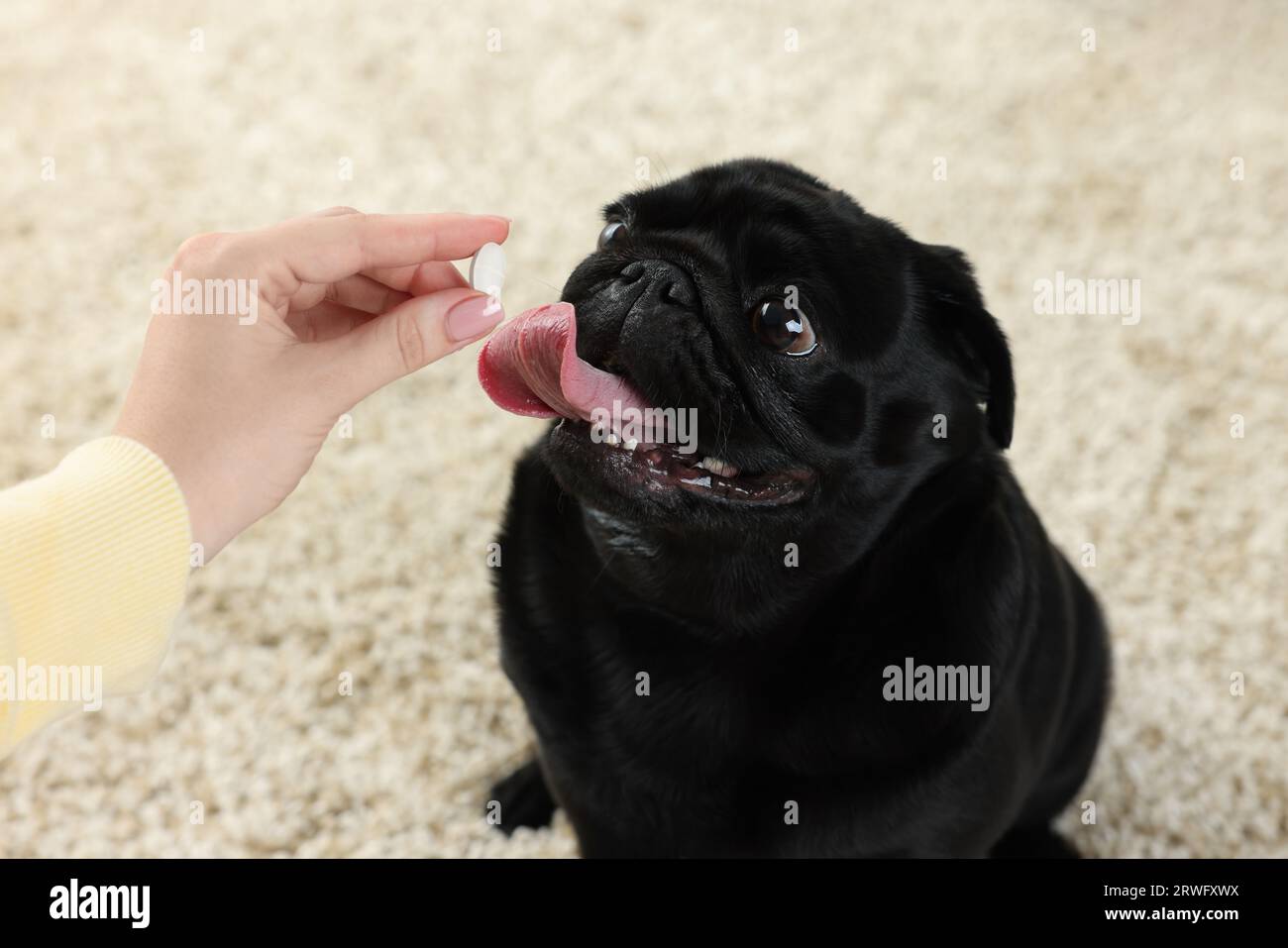 Femme donnant la pilule au chien mignon Pug dans la chambre, gros plan Banque D'Images