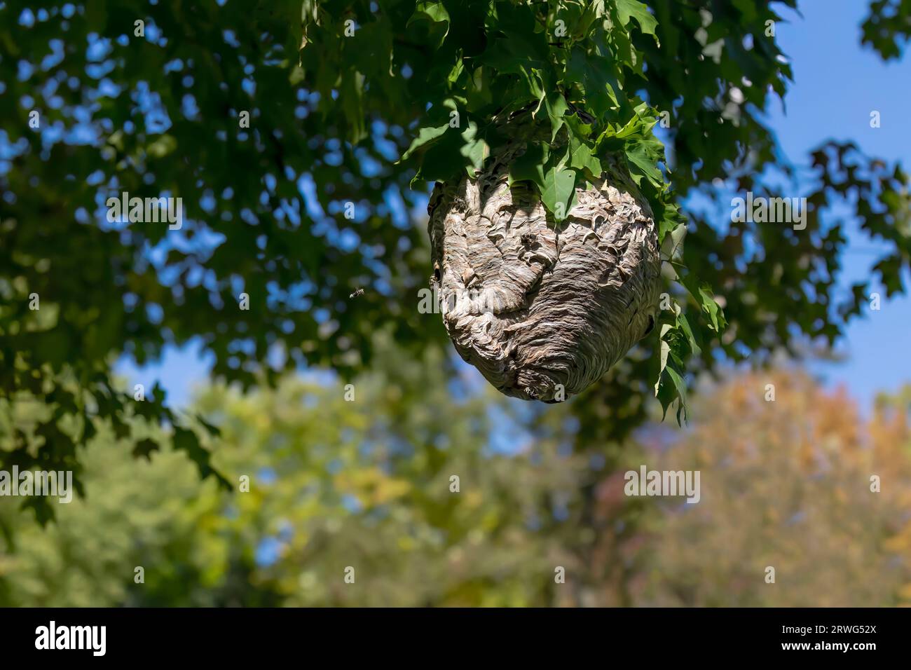Frelon à tête chauve ( Dolichovespula maculata ) nid sur un arbre dans le parc. Banque D'Images