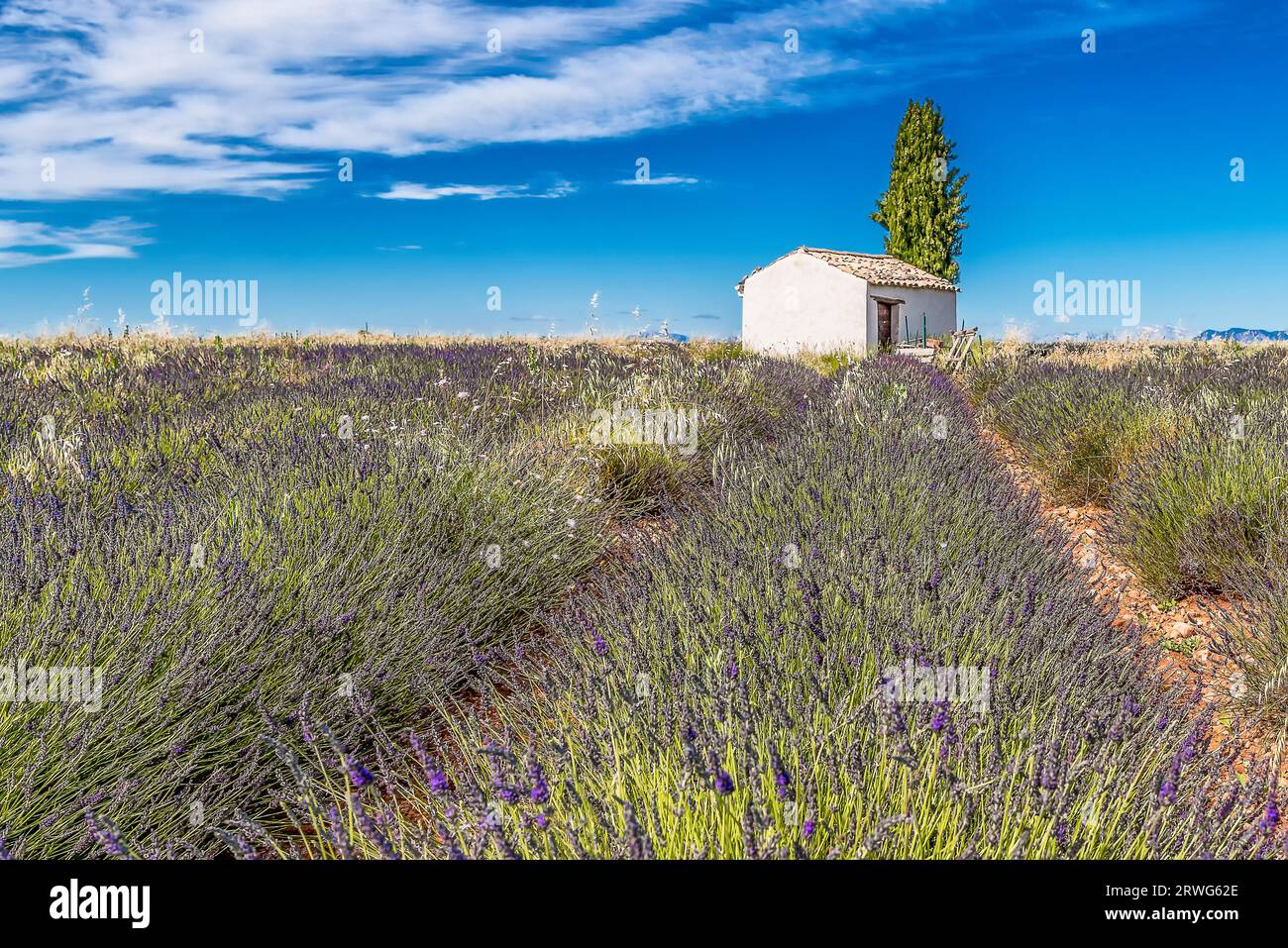 Vue panoramique du champ de lavande pourpre en Provence dans le sud de la France avec cabane en pierre et cyprès en arrière-plan Banque D'Images