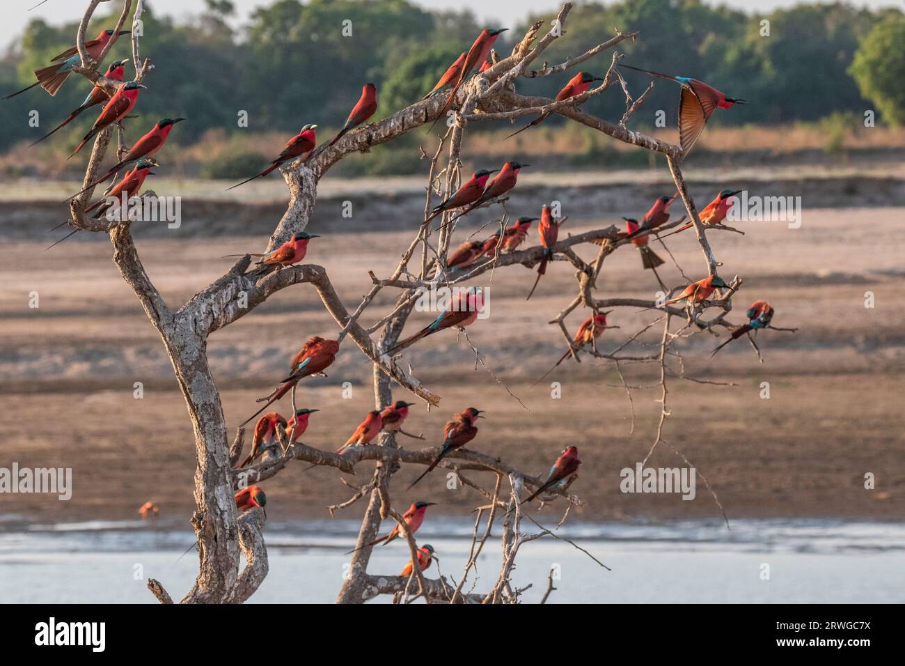 Carmin les mangeurs d'abeilles (merops nubicoides) affluent, les oiseaux rouges sont perchés sur un arbre mort au-dessus de la rivière Luangwa. Parc national de South Luangwa, Zambie Banque D'Images