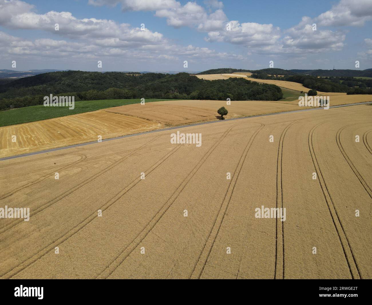 Campagne avec des champs de culture mûrs en été Banque D'Images