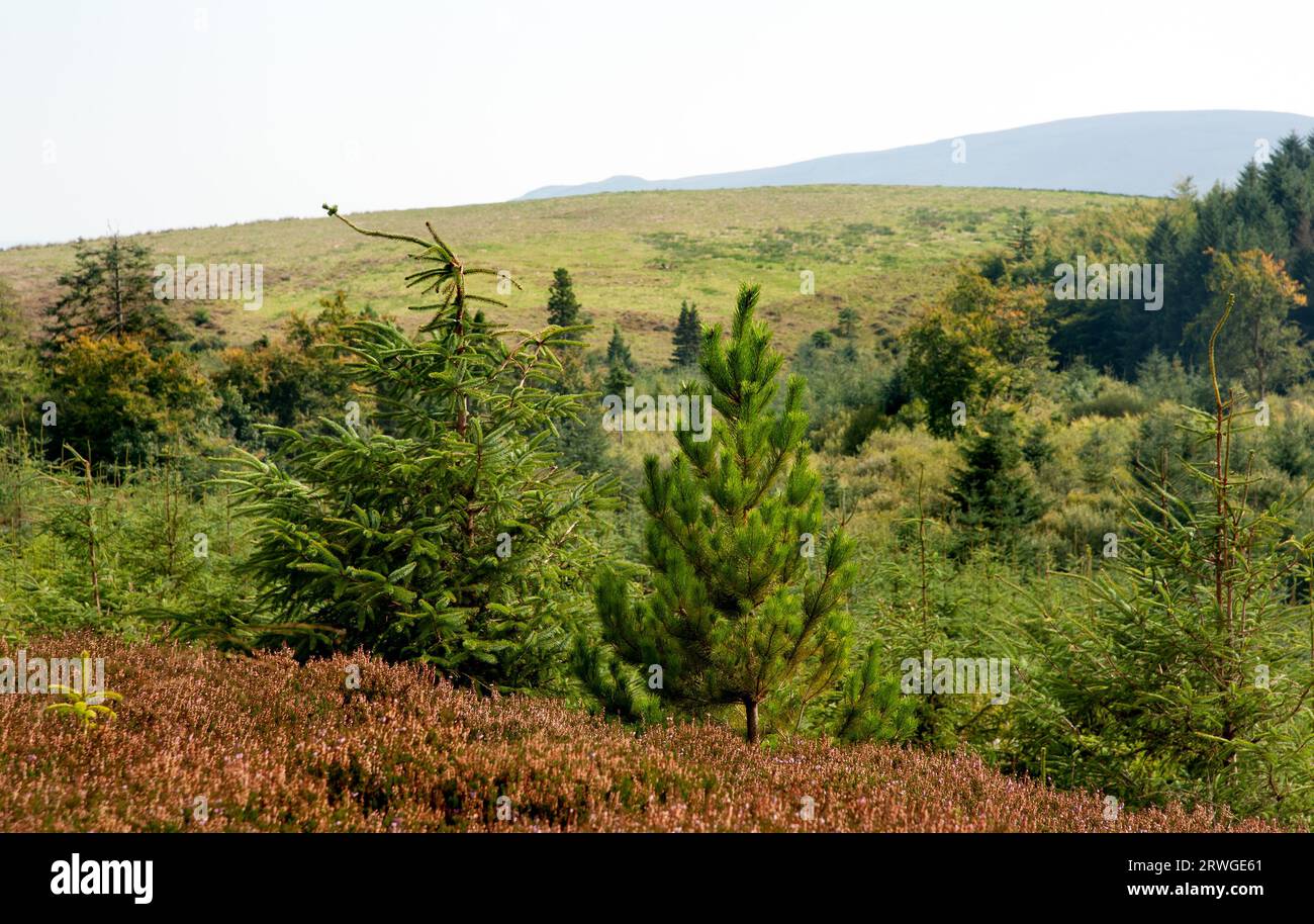 Cavan Burren Park, Geopark, Blacklion, Co Cavan, Irlande, Banque D'Images