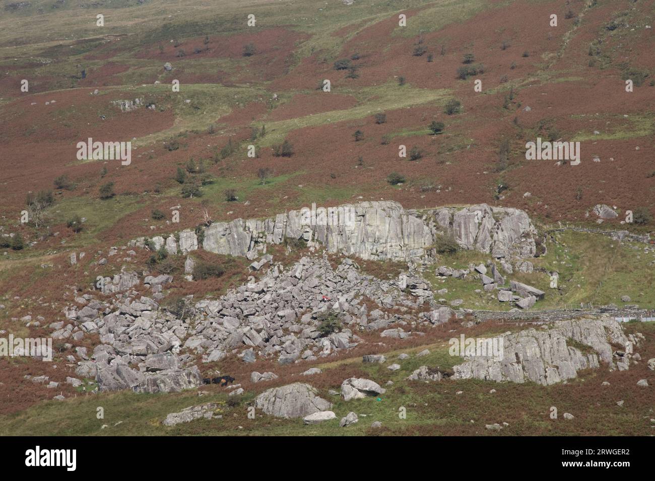 Chute de roche sur le flanc de montagne couvert de bruyères escarpées dans le paysage accidenté de North Walews près du camping Garth Farm à Capel Curig près de Betws‑y‑Coed North Wales Banque D'Images