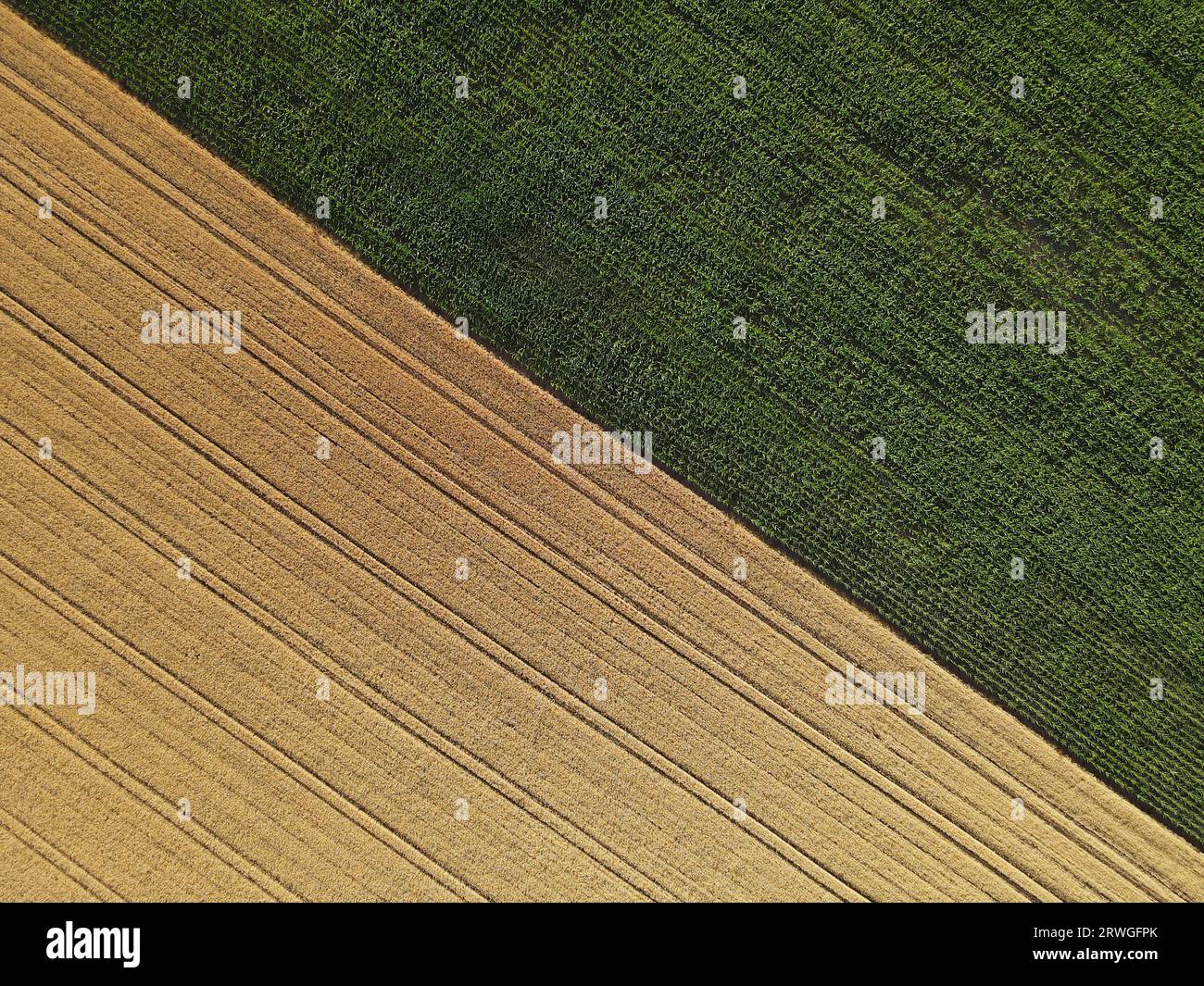 Champs de maïs verts et champs de cultures mûres en été à la campagne Banque D'Images