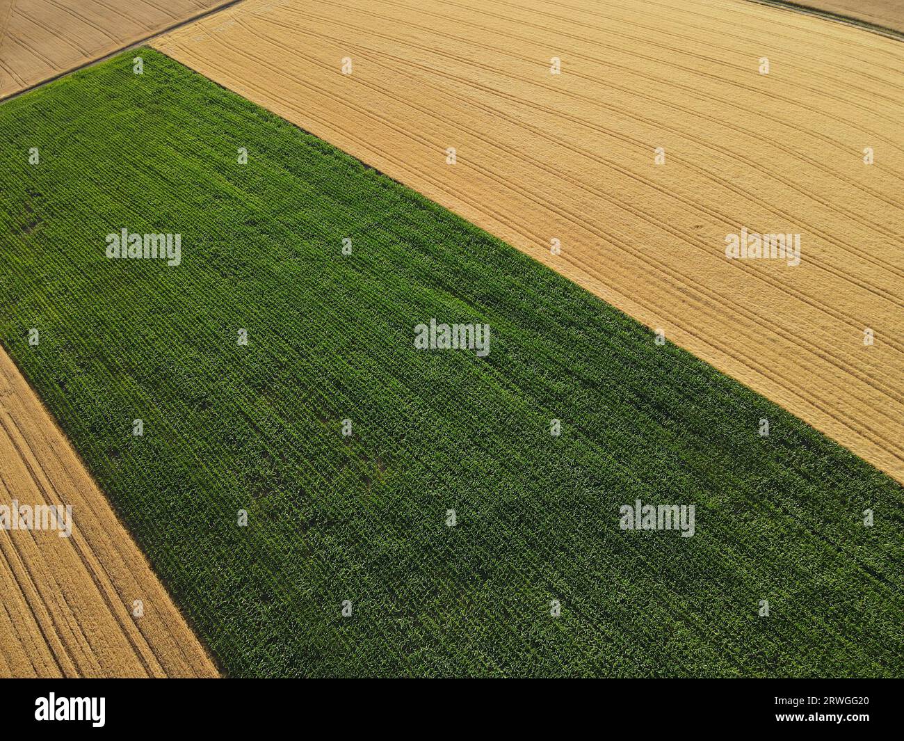 Champs de maïs verts et champs de cultures mûres en été à la campagne Banque D'Images