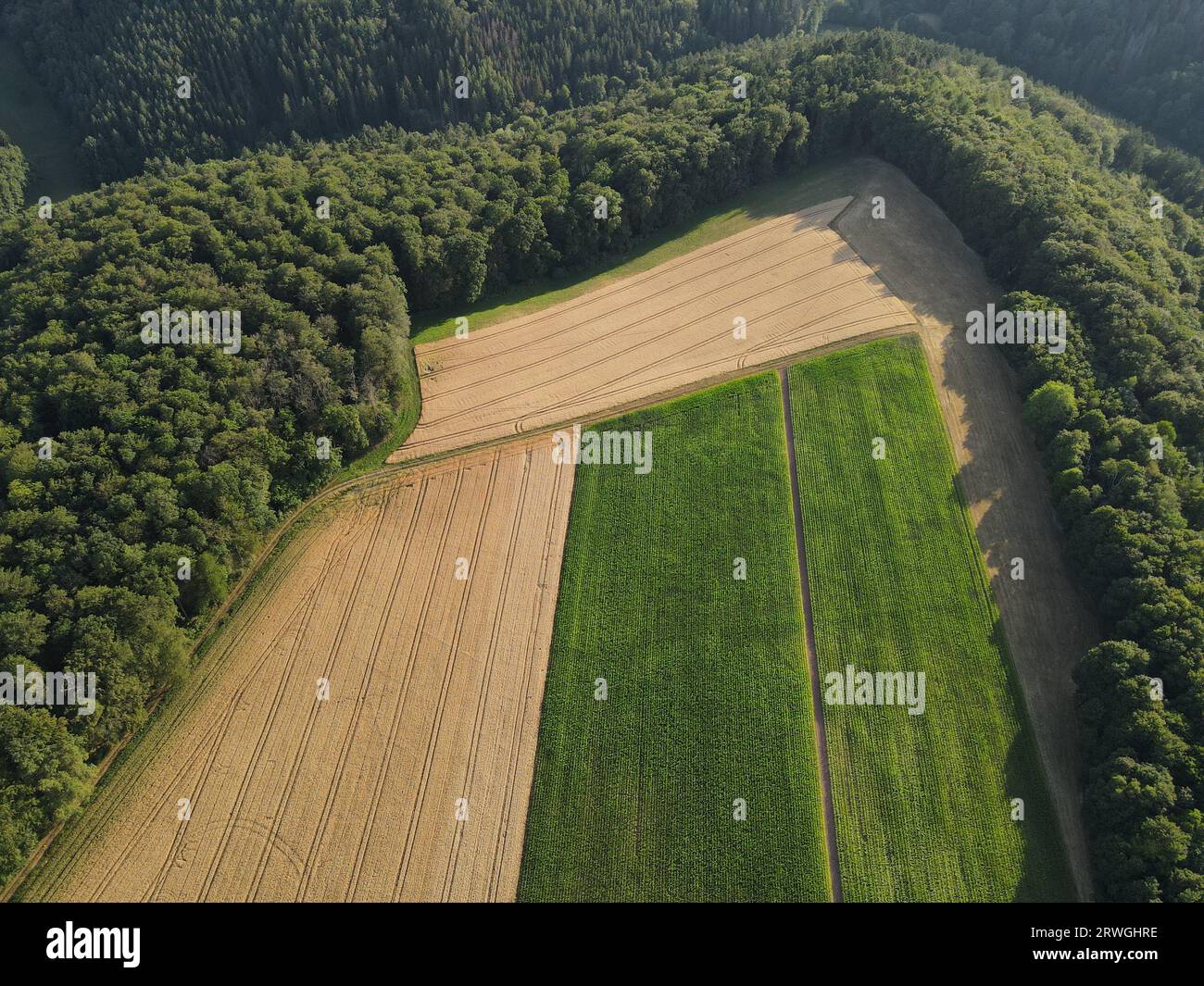 Vue aérienne des champs de cultures mûres et des champs de maïs verts en été Banque D'Images