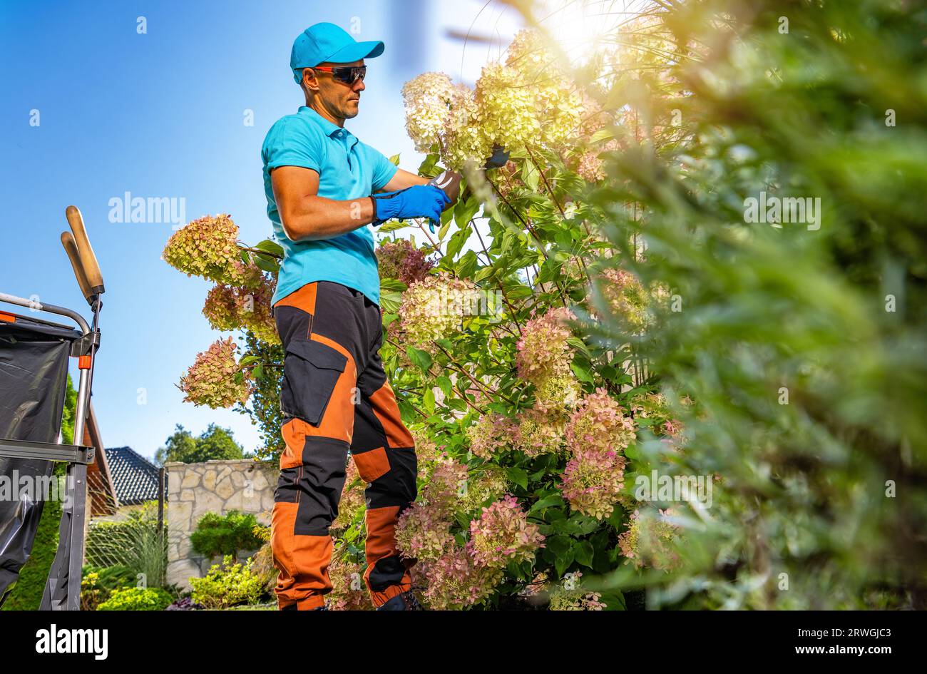 Grande floraison Hortencia et le gardien de jardin. Entretien saisonnier du jardin. Banque D'Images