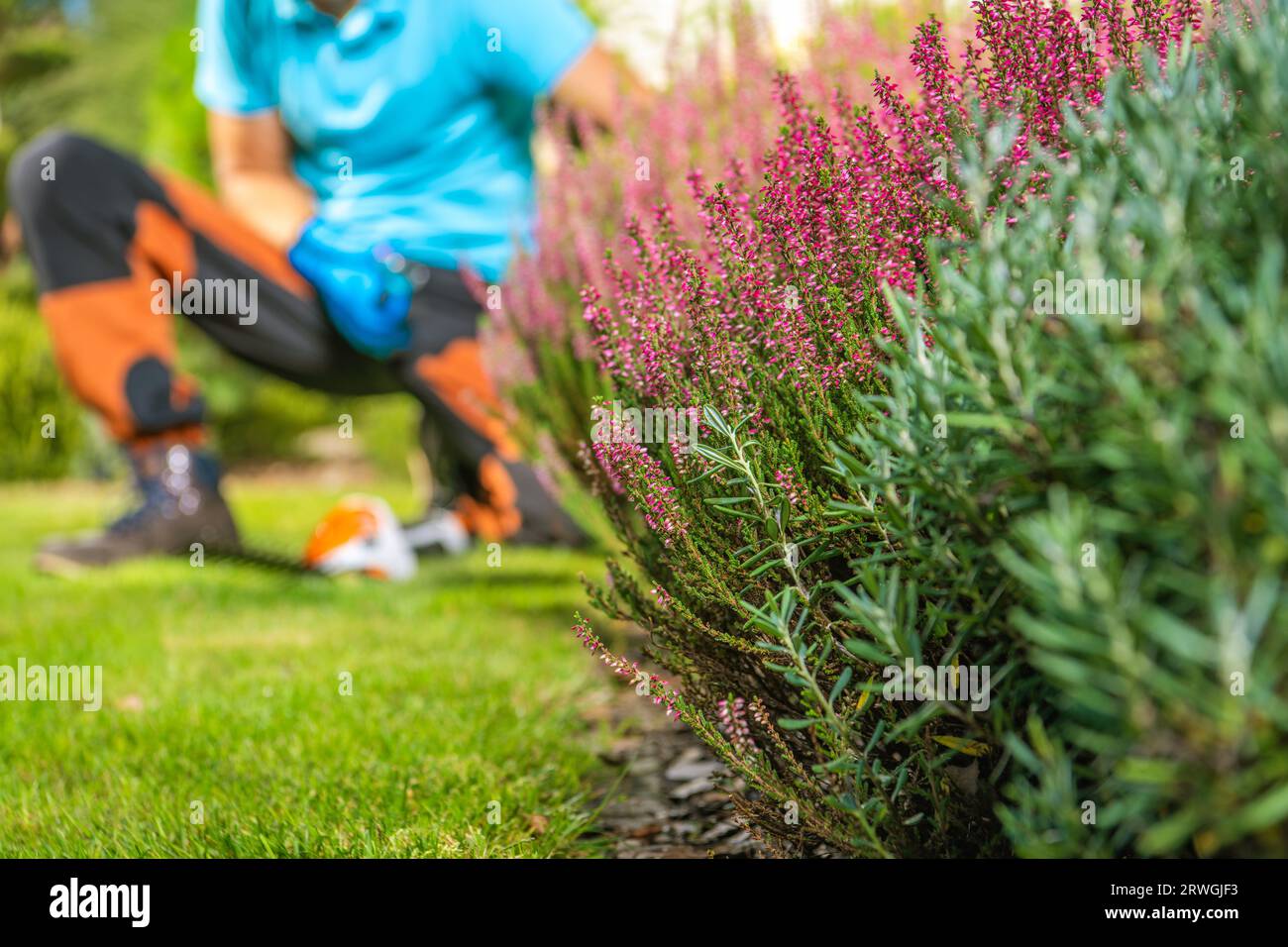 Thème jardinage et aménagement paysager. Heather Plant et le travailleur de l'entretien du jardin en arrière-plan Banque D'Images