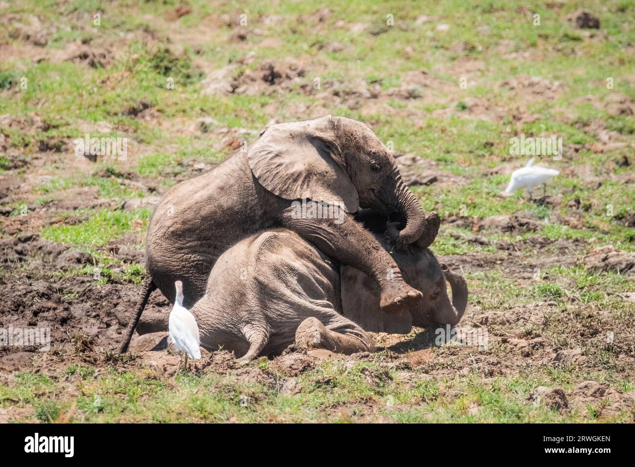 Bébés éléphants (Loxodonta africana) jouant les uns avec les autres dans la boue. Un bébé au-dessus de l'autre bébé éléphant. Parc national du Bas-Zambèze, Zambie Banque D'Images