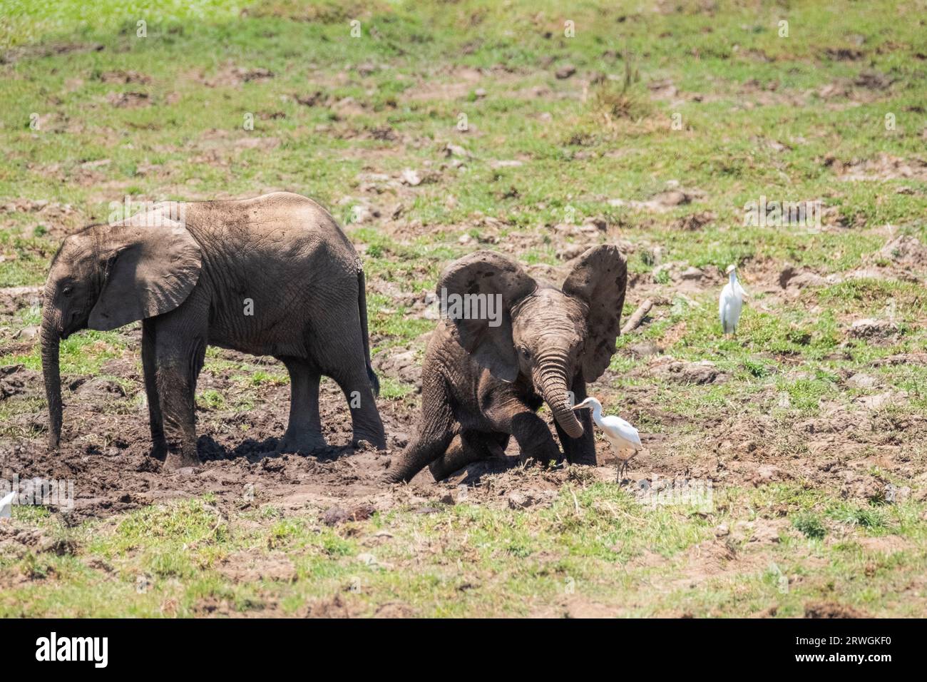 Bébés éléphants (Loxodonta africana) jouant dans la boue. Un bébé traite une aigrette pour qu'elle s'en aille. Parc national du Bas-Zambèze, Zambie Banque D'Images