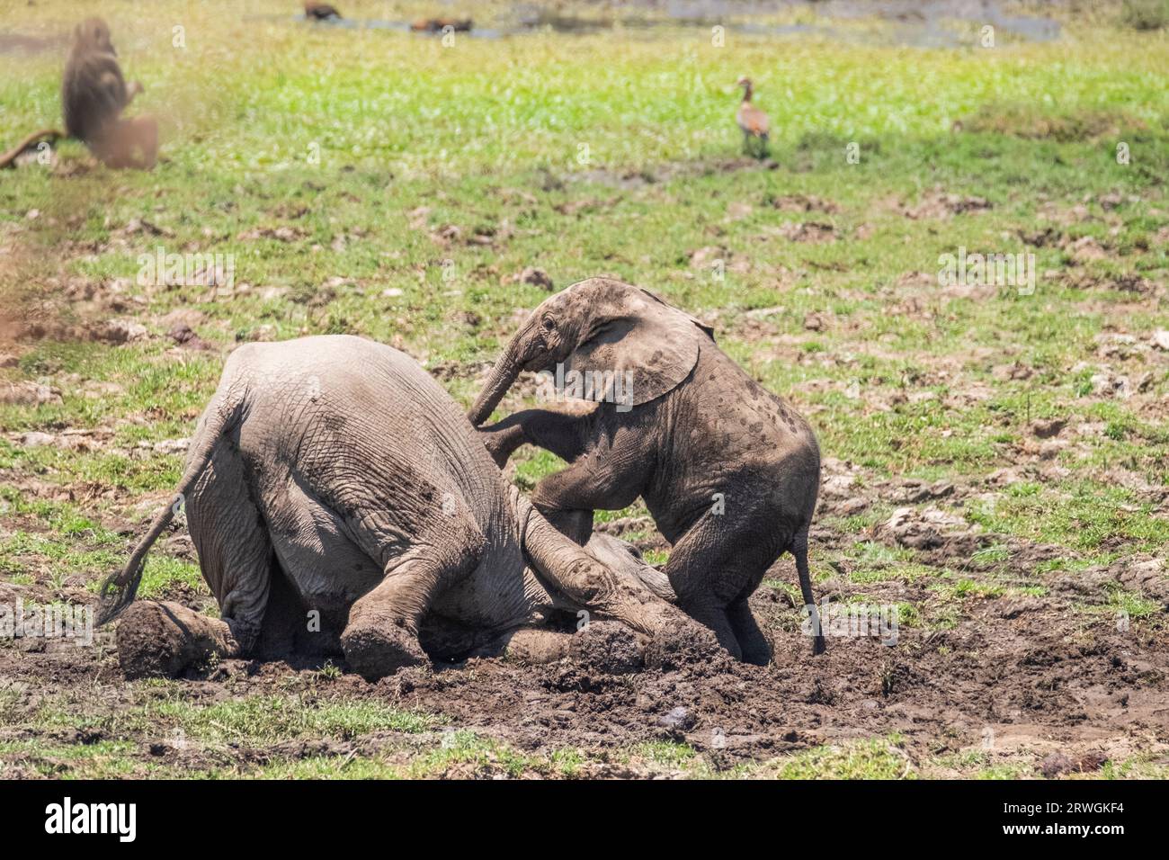 Bébés éléphants ( Loxodonta africana) jouant dans la boue. Les animaux apprécient leur bain de boue. Parc national du Bas-Zambèze, Zambie Banque D'Images