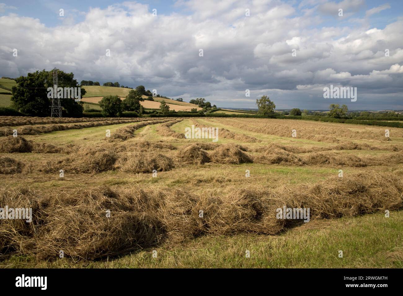 Nuages de pluie au-dessus du champ avec des rangées d'herbe fraîchement coupée récoltées pour le foin endommagé par la pluie constante Cotswolds UK Banque D'Images