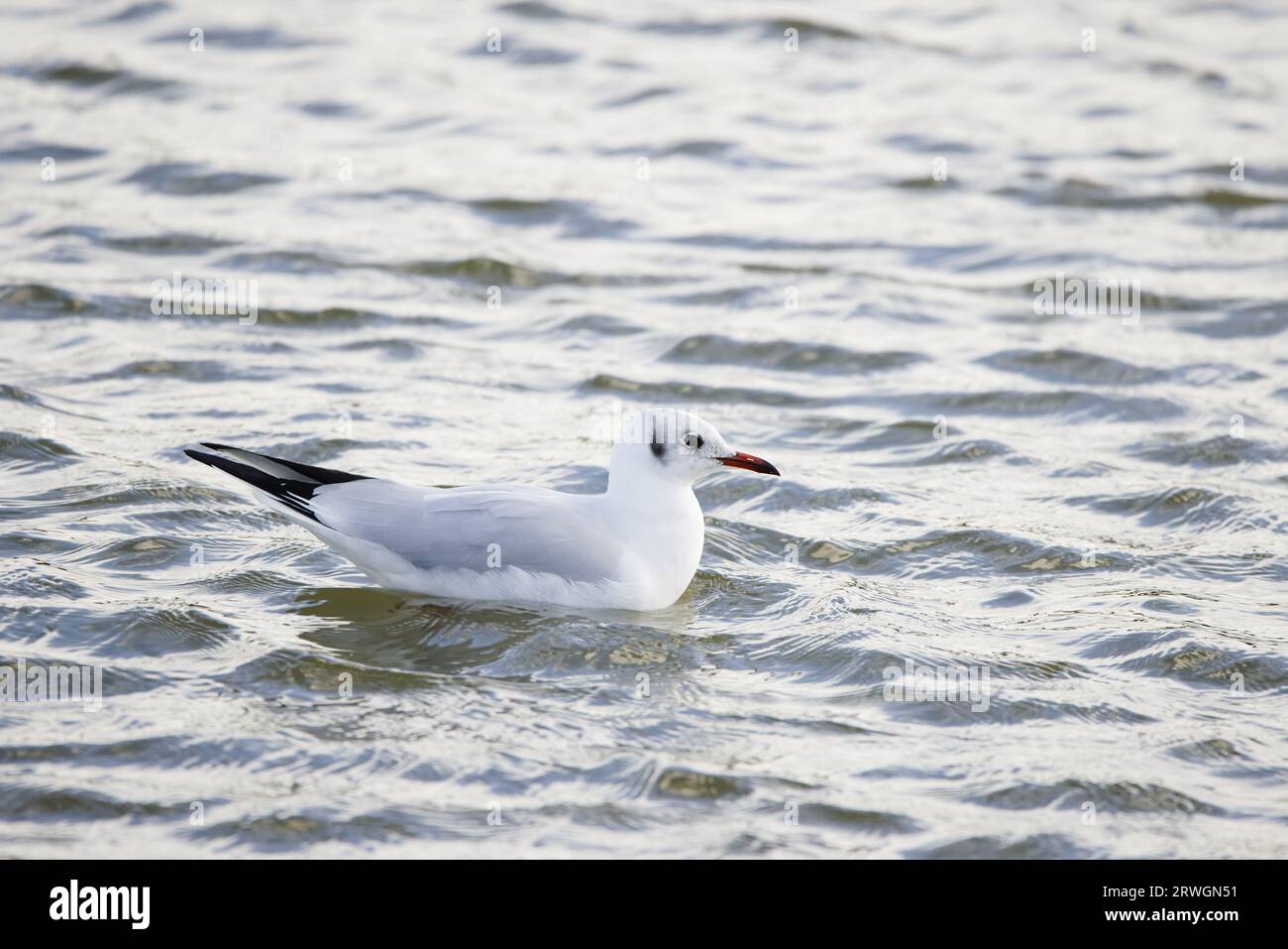 Mouette à tête noire Chroicocephalus ridibundus River Crouch, Essex, UK BI032894 Banque D'Images