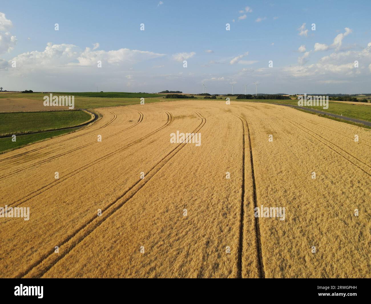 Campagne avec des champs de culture mûrs en été Banque D'Images