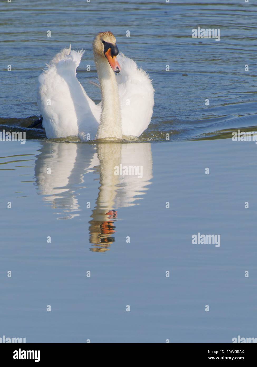 Mute Swan – ailes de natation jusqu'à Cygnus olor Abberton Reservoir, Essex, UK BI036969 Banque D'Images