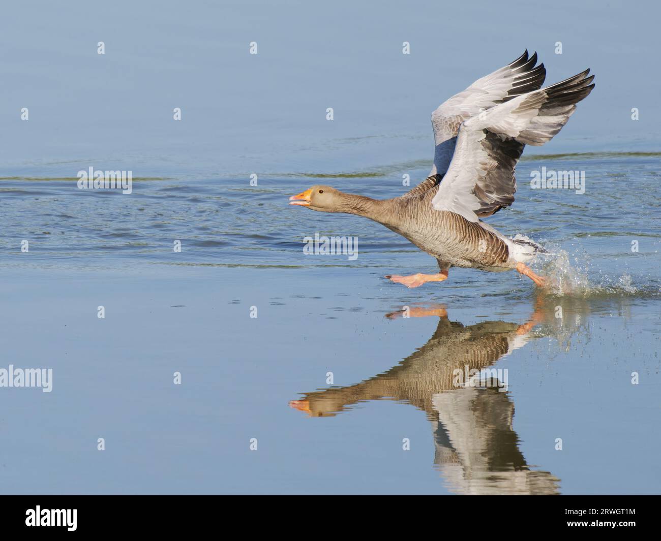 Greylag Goose – décollage d'Anser anser Abberton Reservoir, Essex, Royaume-Uni BI037011 Banque D'Images