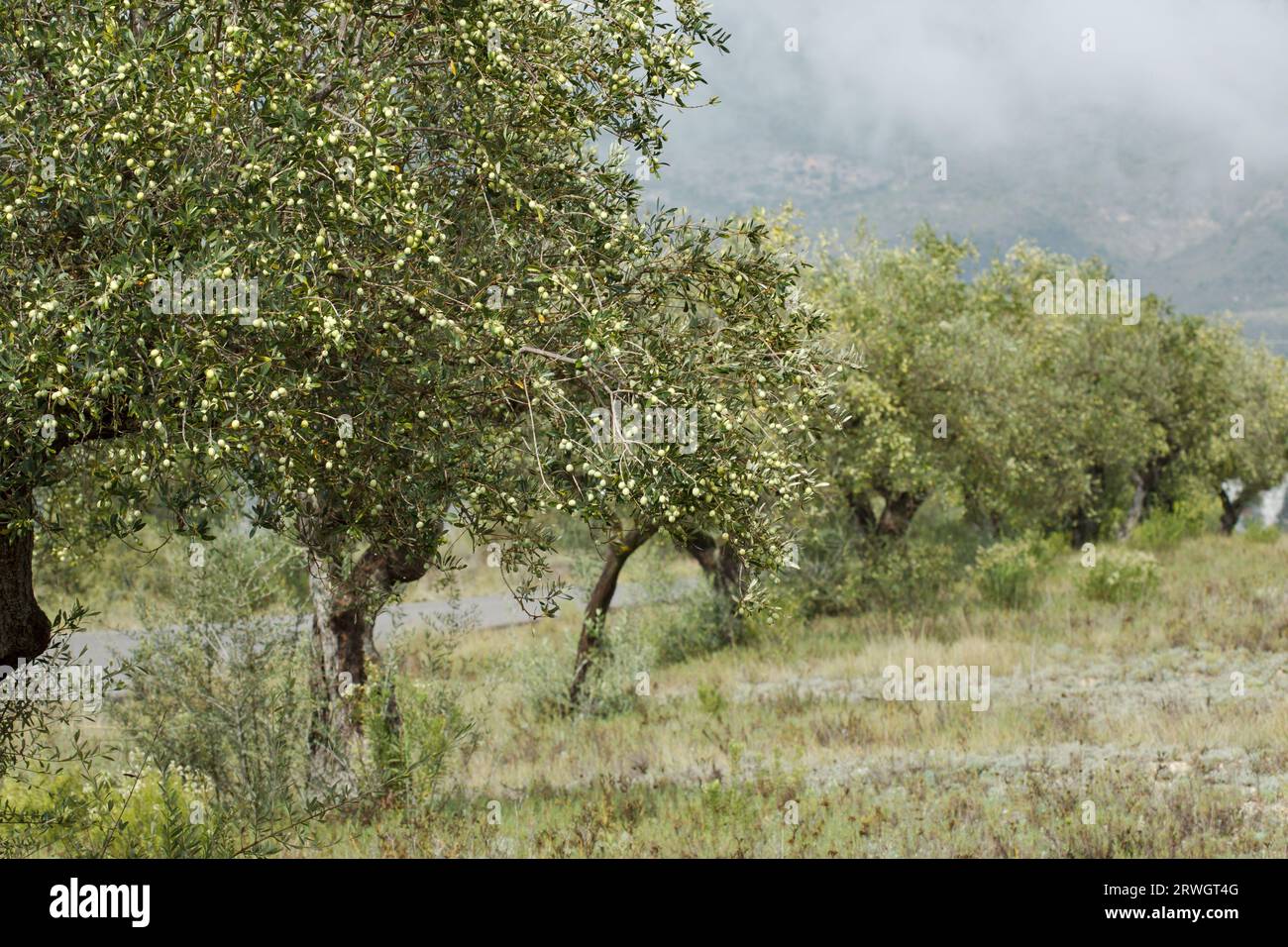 Champ de culture d'oliviers avec des olives presque prêtes pour la récolte à Gaianes, Espagne Banque D'Images