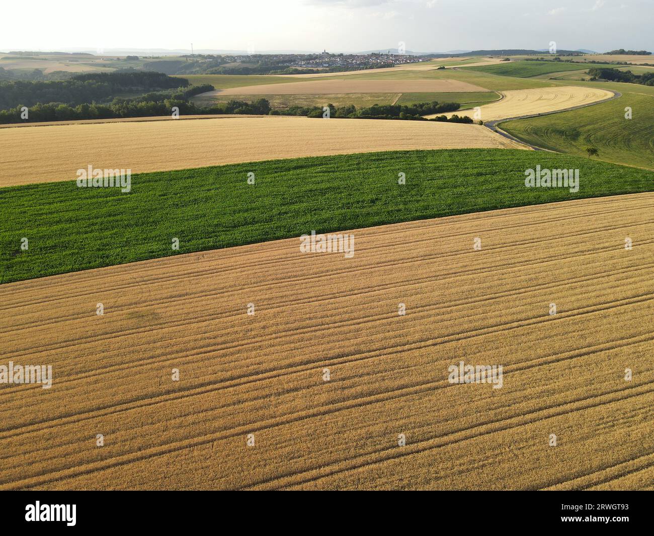 Vue aérienne des champs de cultures mûres et des champs de maïs verts en été Banque D'Images