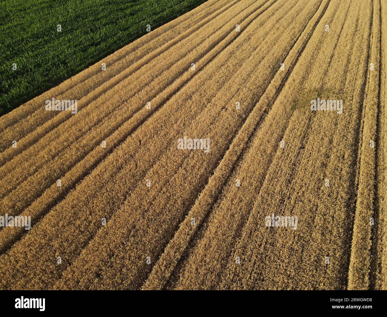 Champs de culture de couleur or mûr dans la campagne en été d'en haut Banque D'Images