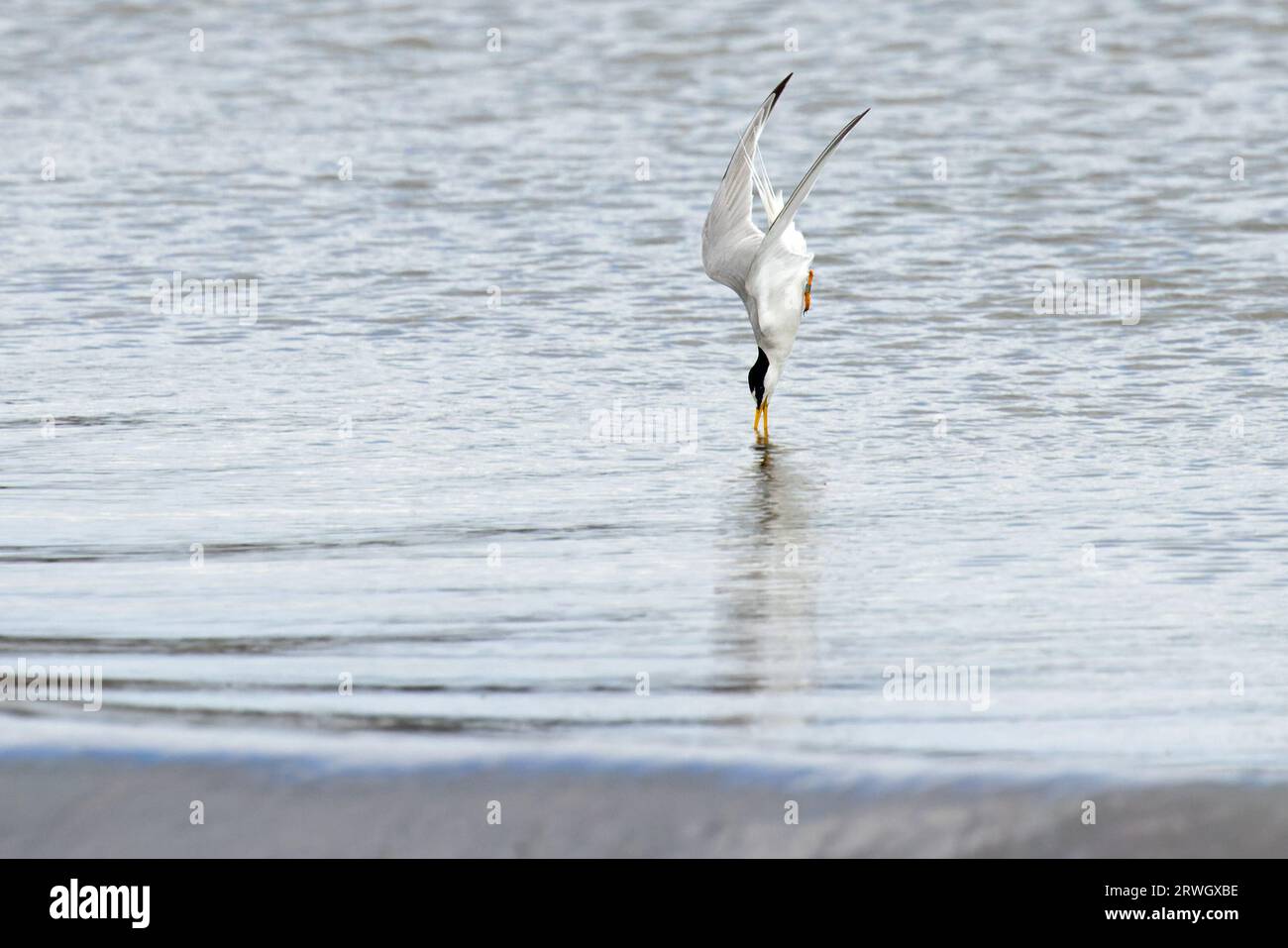 Little Tern (Sterna albifrons) Eccles-on-Sea Norfolk juillet 2023 Banque D'Images