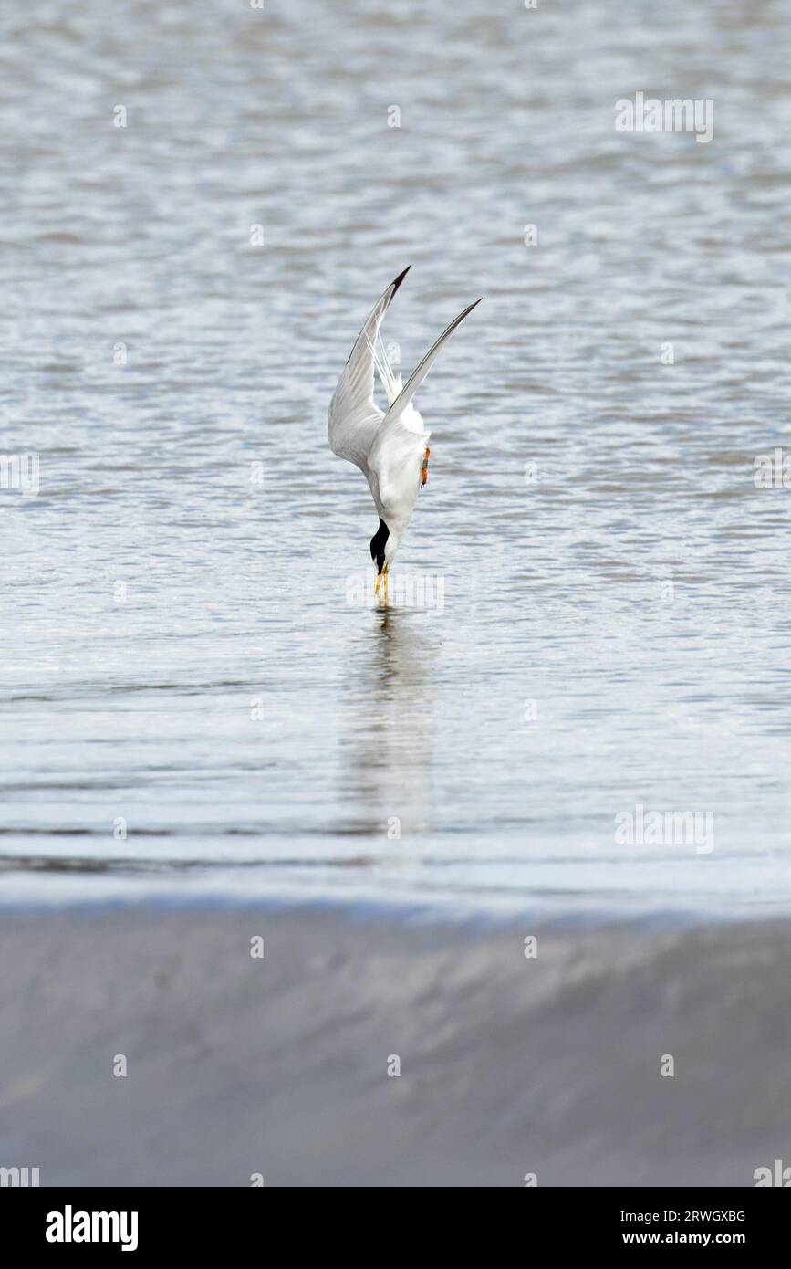Little Tern (Sterna albifrons) Eccles-on-Sea Norfolk juillet 2023 Banque D'Images