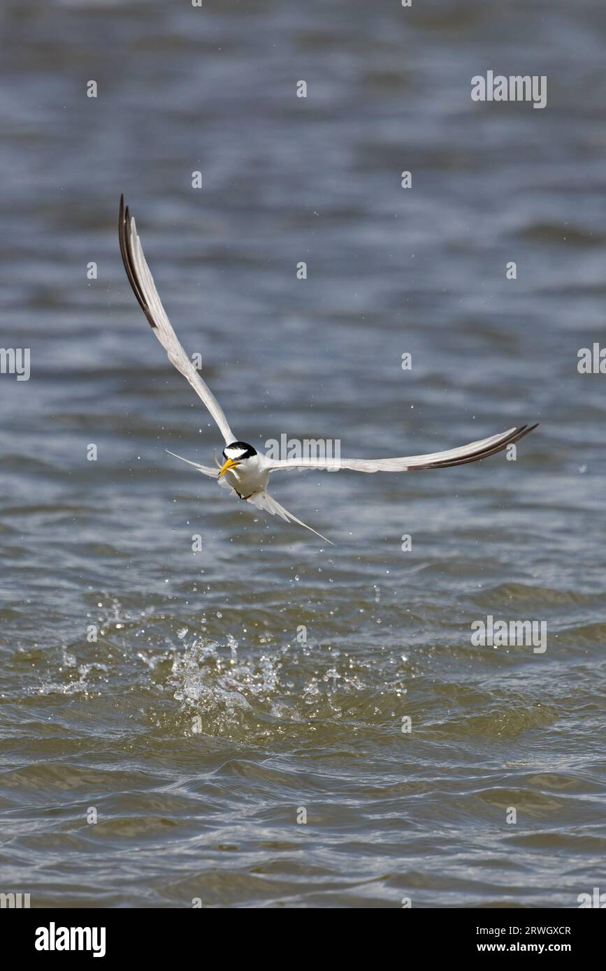 Little Tern (Sterna albifrons) Eccles-on-Sea Norfolk juillet 2023 Banque D'Images