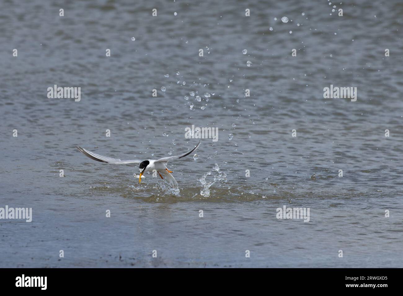 Little Tern (Sterna albifrons) Eccles-on-Sea Norfolk juillet 2023 Banque D'Images