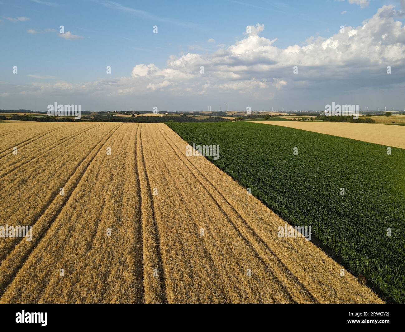 Vue aérienne des champs de cultures mûres et des champs de maïs verts en été Banque D'Images